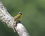 Common Yellow throat 1138